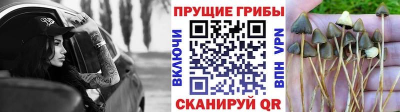 Псилоцибиновые грибы ЛСД  Власиха 